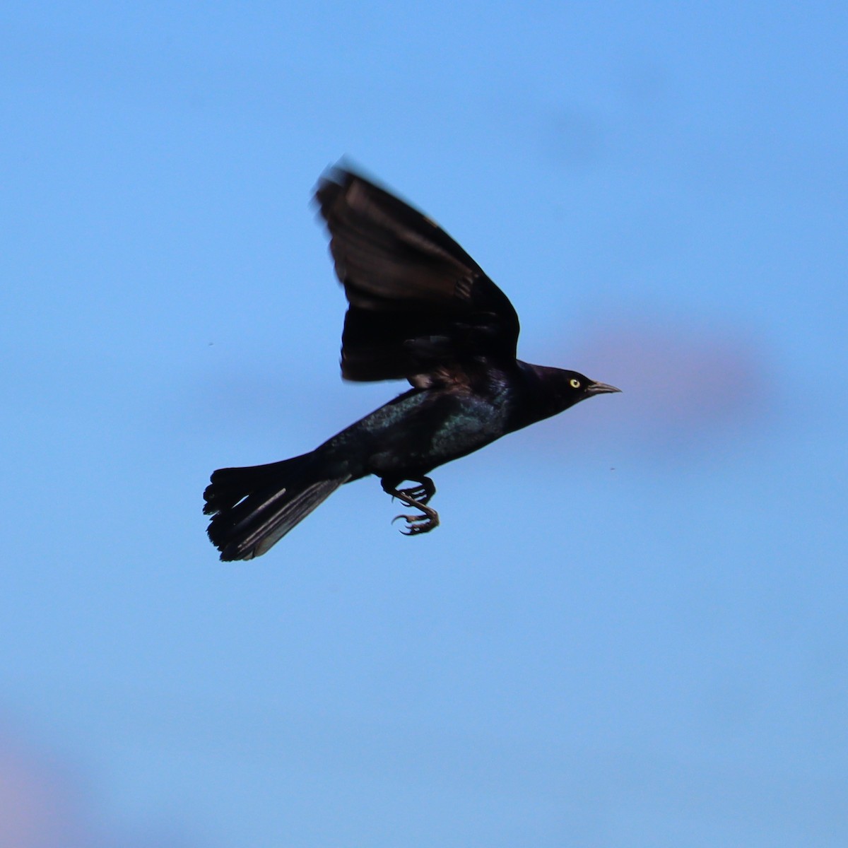 Brewer's Blackbird - Marinel Falalimpa