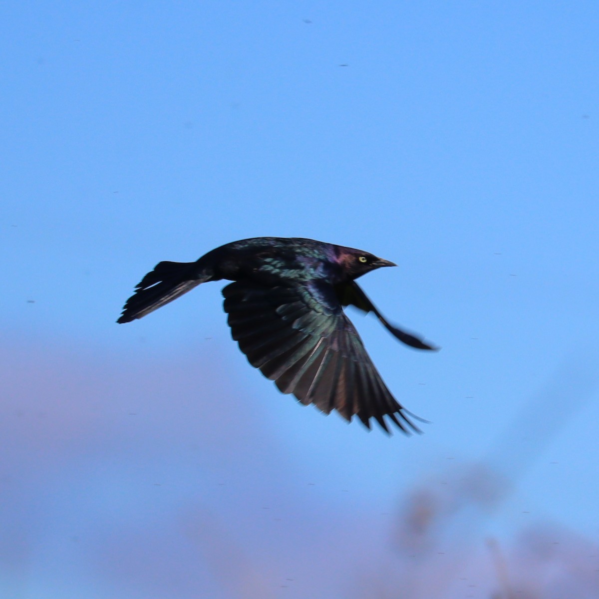 Brewer's Blackbird - Marinel Falalimpa