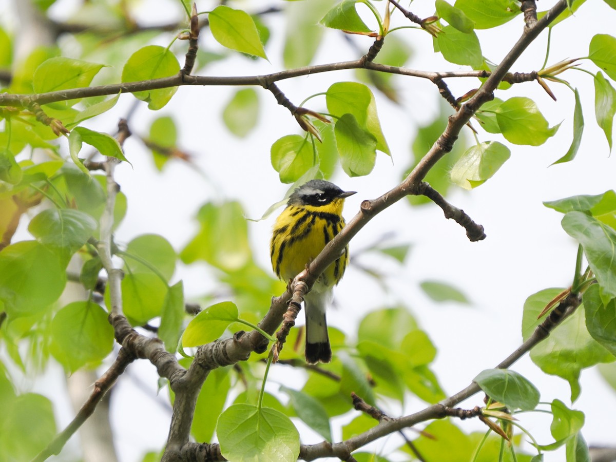 Magnolia Warbler - ML619631807