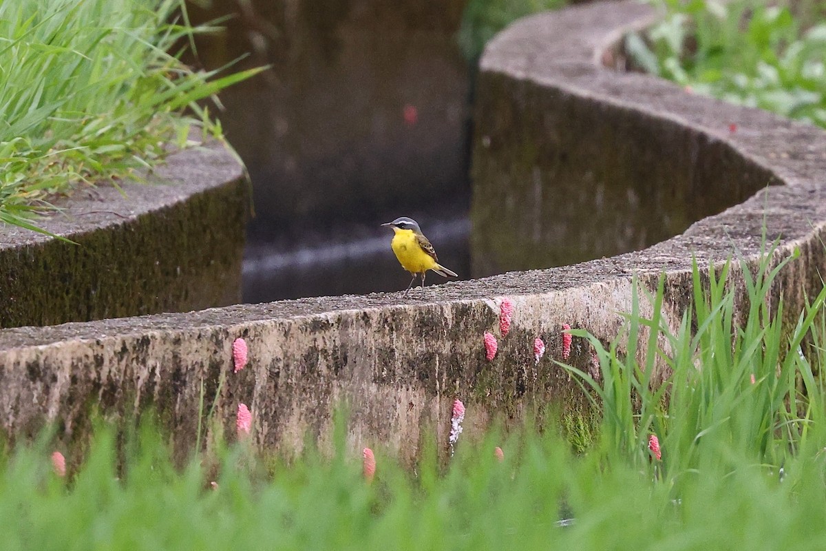 Eastern Yellow Wagtail (Eastern) - Sam Zhang