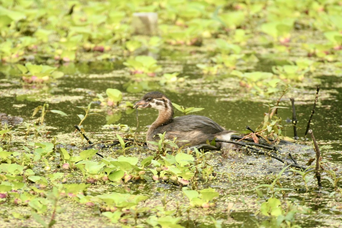 Pied-billed Grebe - Robert Opperman