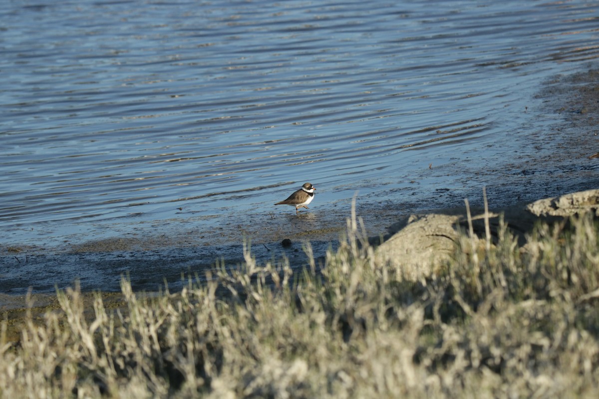 Semipalmated Plover - Joachim Gonzalez