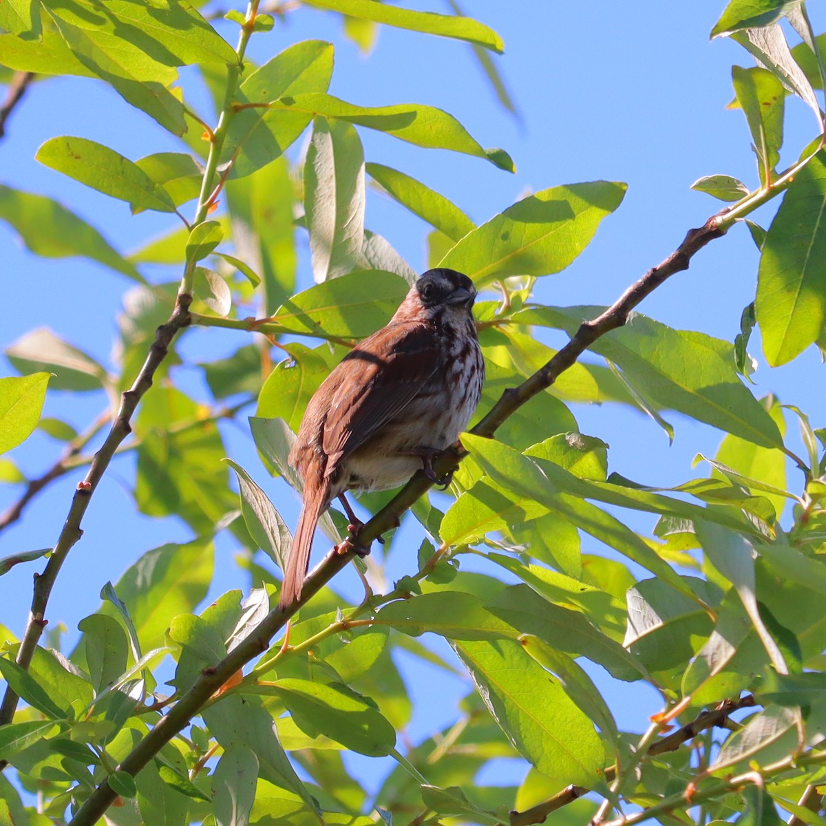 Song Sparrow - ML619631822