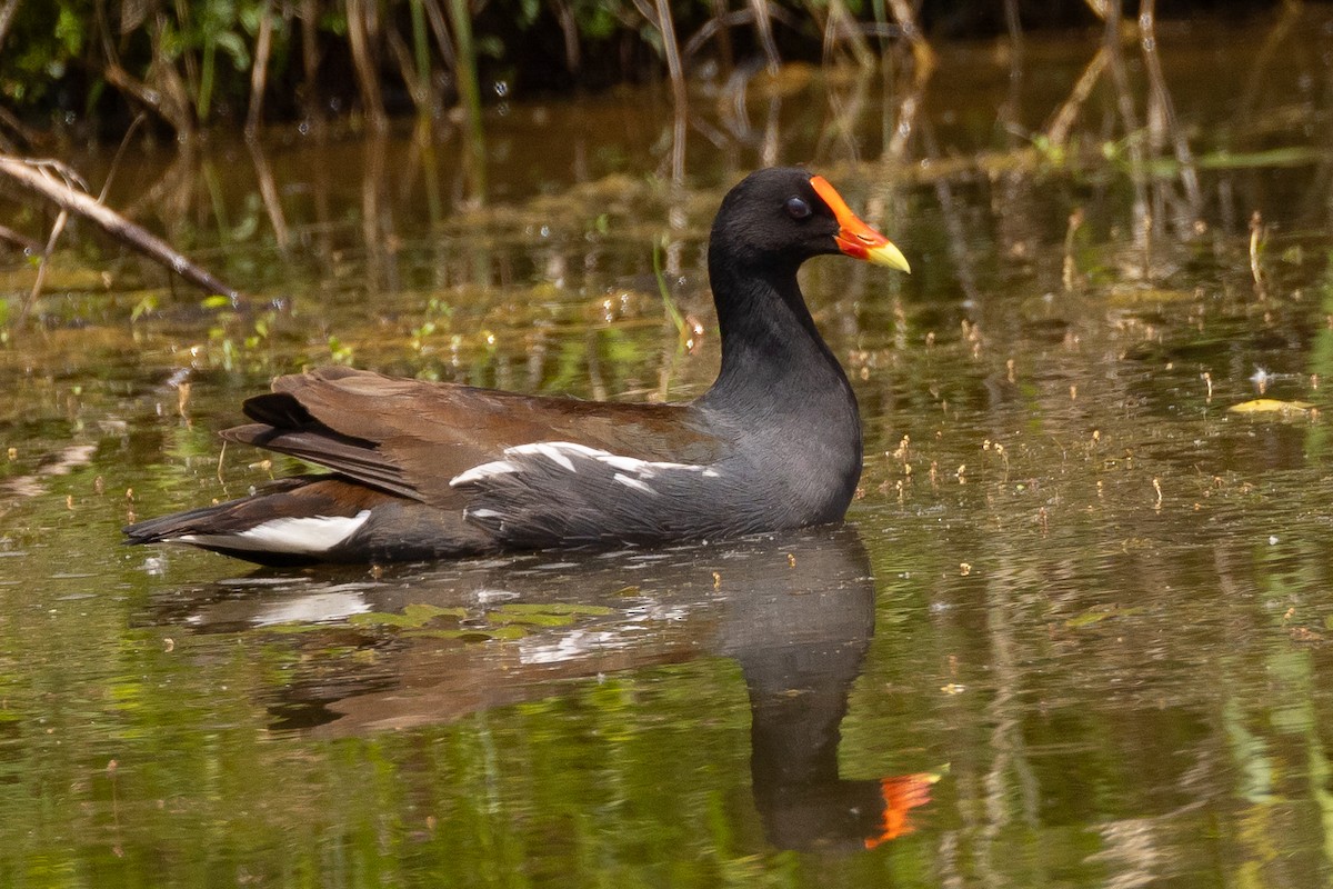 Common Gallinule - Rod Wilson