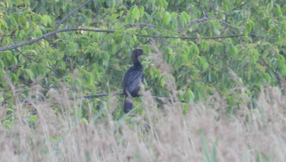 Pygmy Cormorant - Beata Murzyn