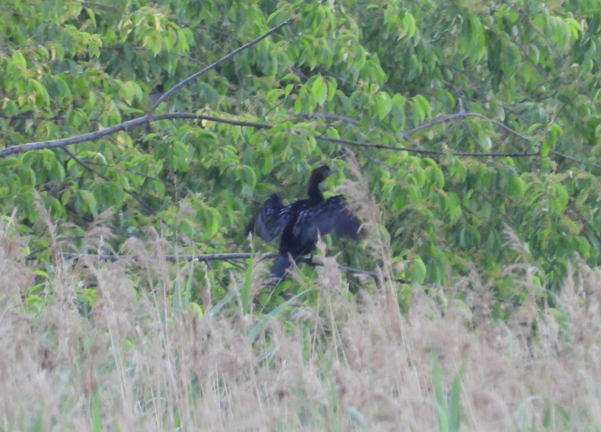 Pygmy Cormorant - Beata Murzyn