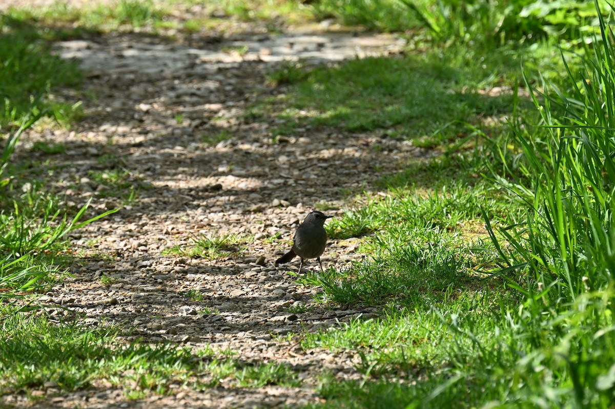 Gray Catbird - france dallaire