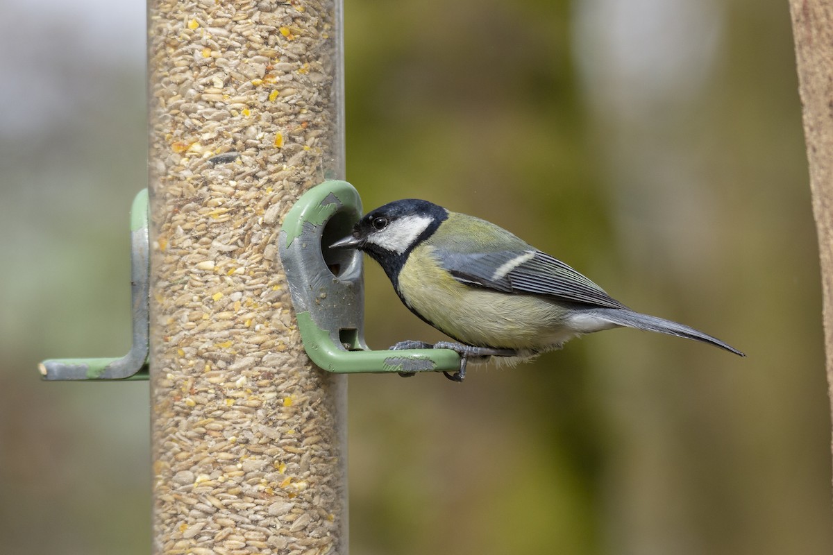 Great Tit - Vishnu Vinod