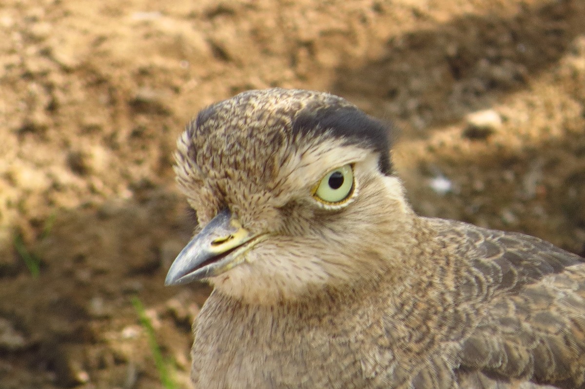 Peruvian Thick-knee - Gary Prescott