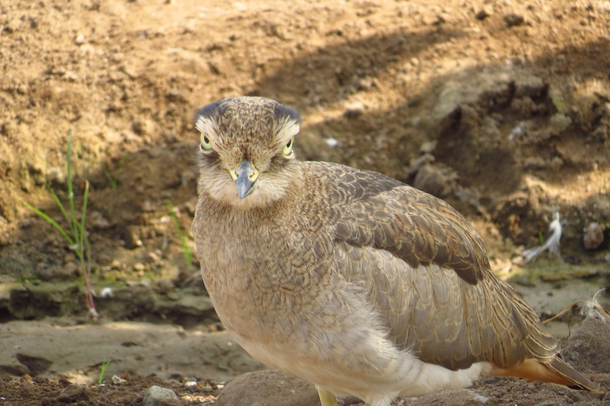 Peruvian Thick-knee - Gary Prescott