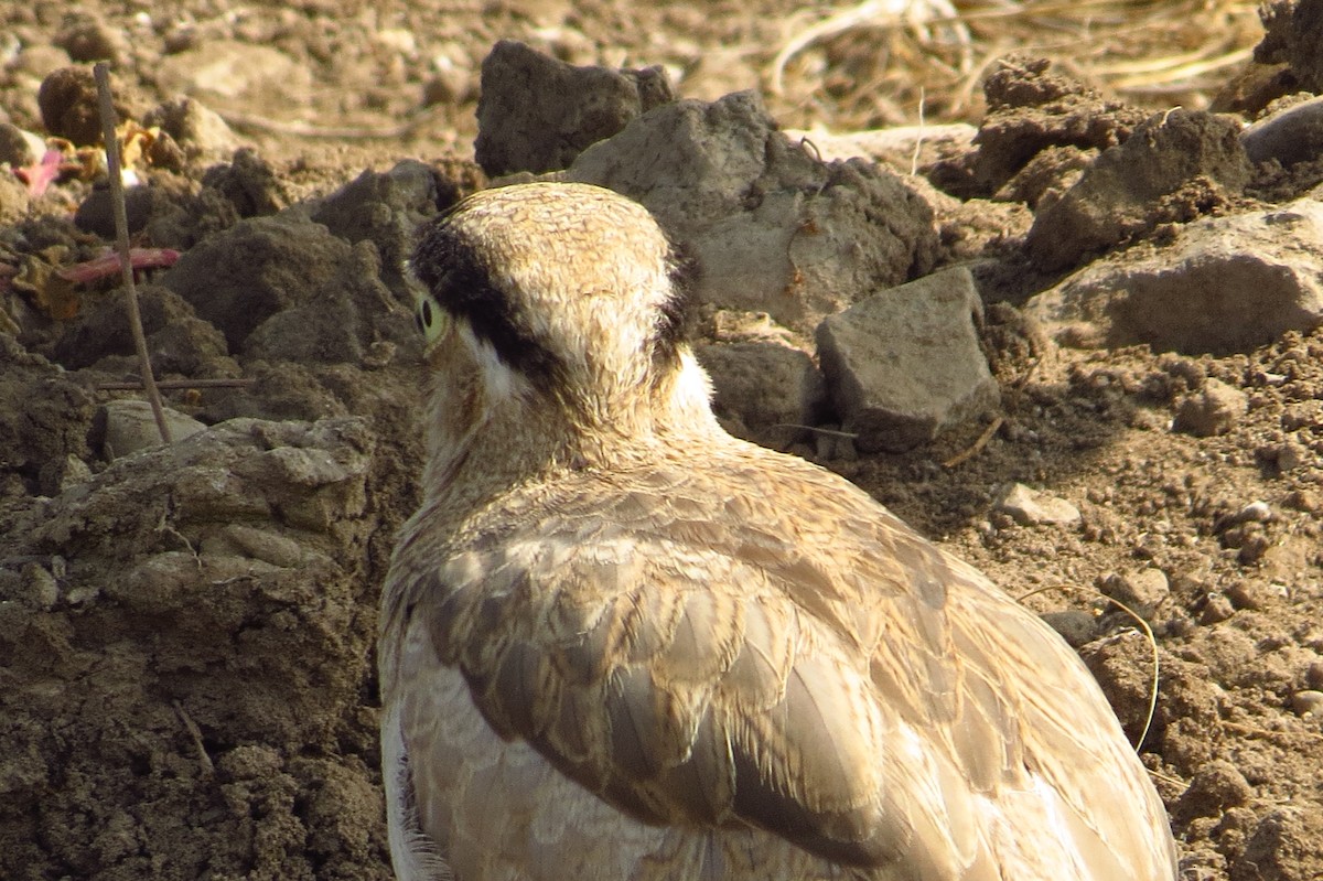 Peruvian Thick-knee - Gary Prescott