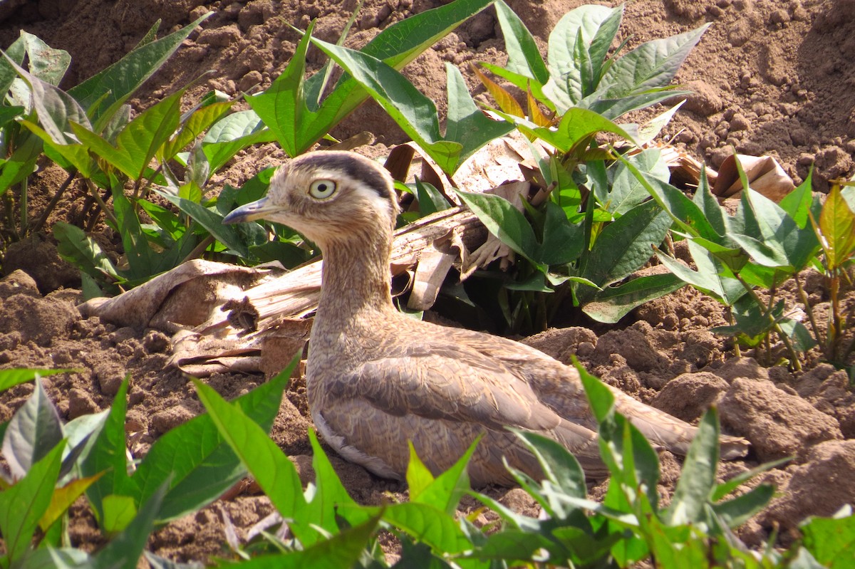 Peruvian Thick-knee - ML619631852