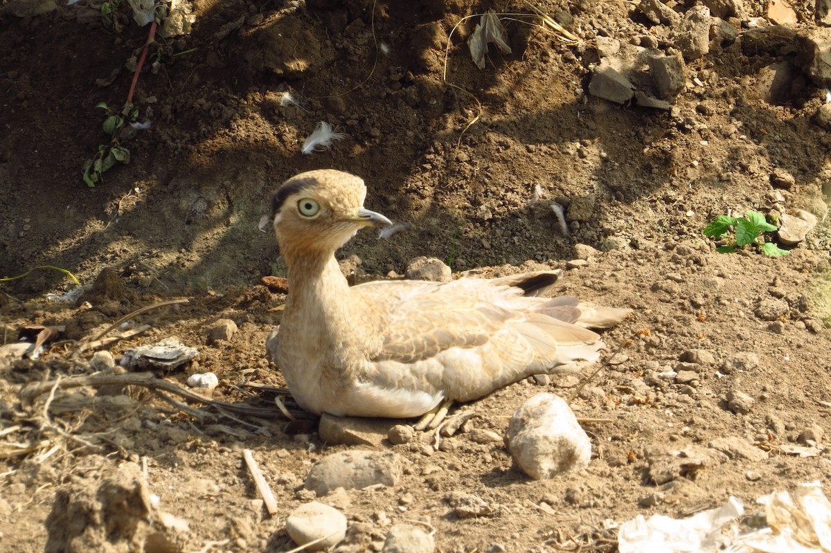 Peruvian Thick-knee - Gary Prescott