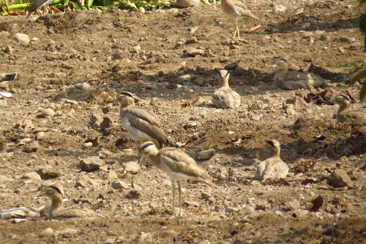 Peruvian Thick-knee - Gary Prescott