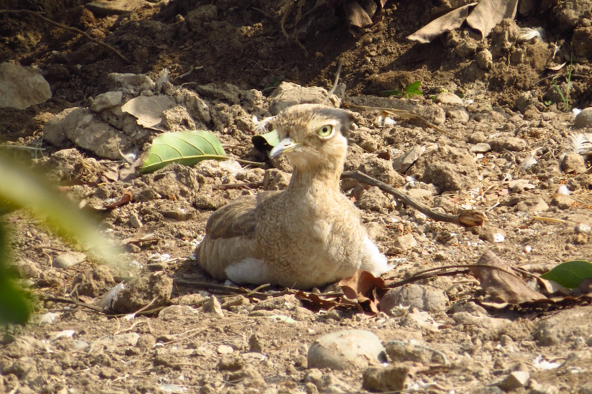 Peruvian Thick-knee - ML619631857