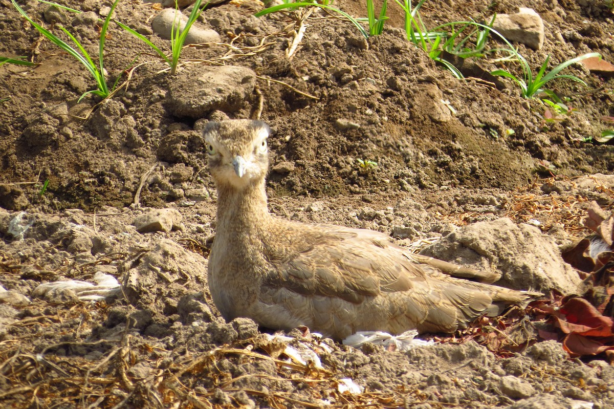 Peruvian Thick-knee - Gary Prescott