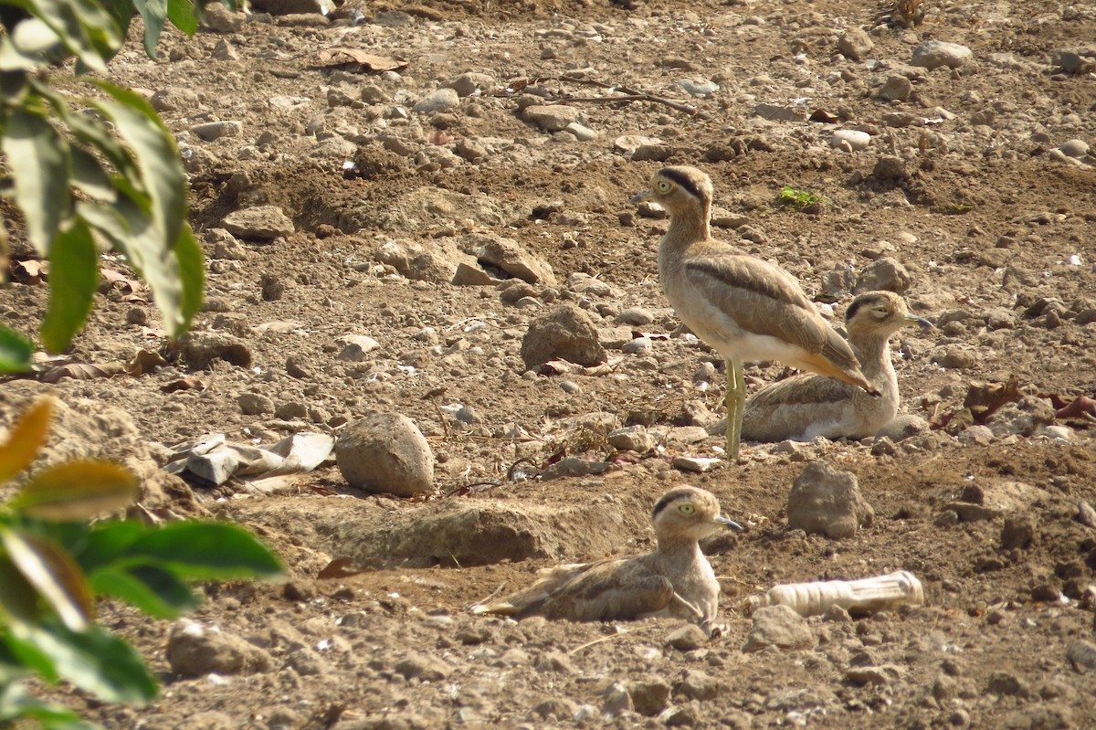 Peruvian Thick-knee - ML619631861