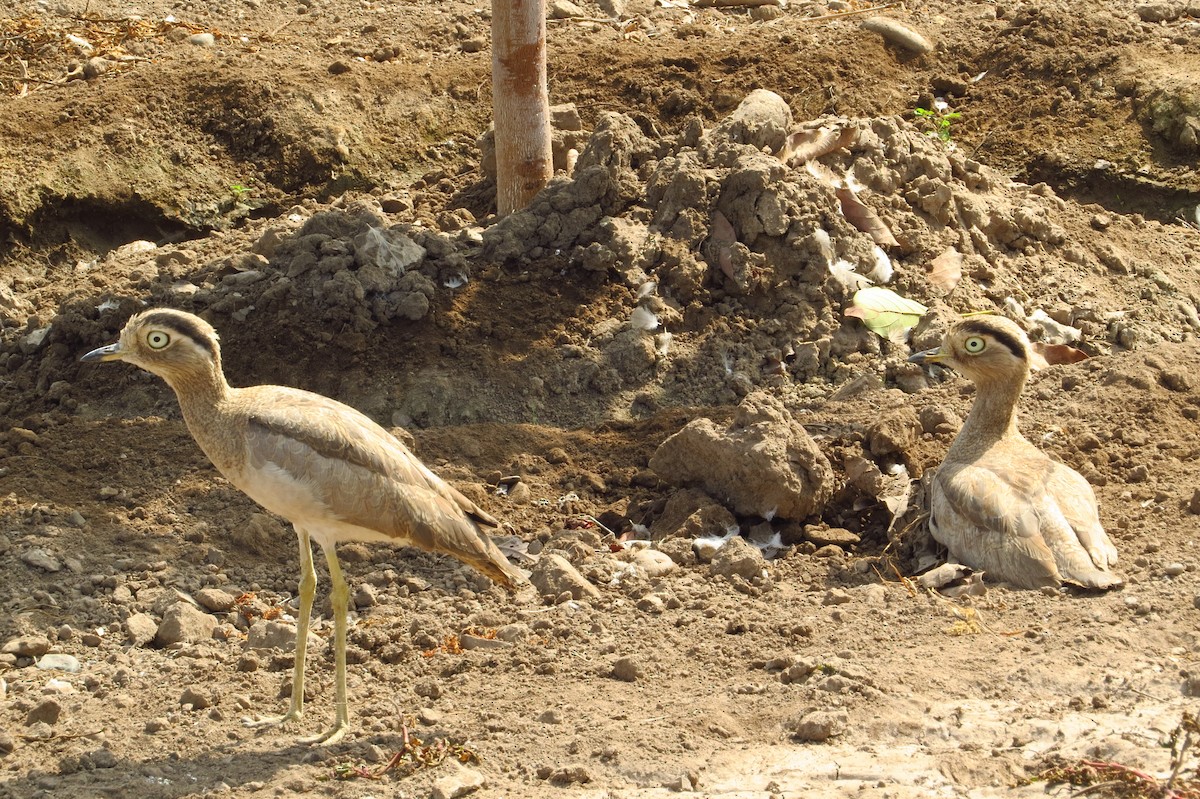 Peruvian Thick-knee - Gary Prescott