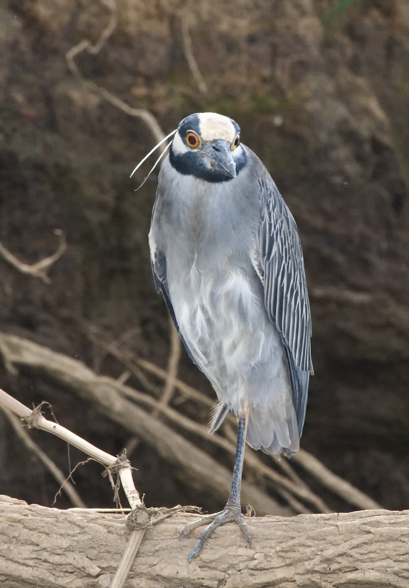 Yellow-crowned Night Heron - Laurence Green