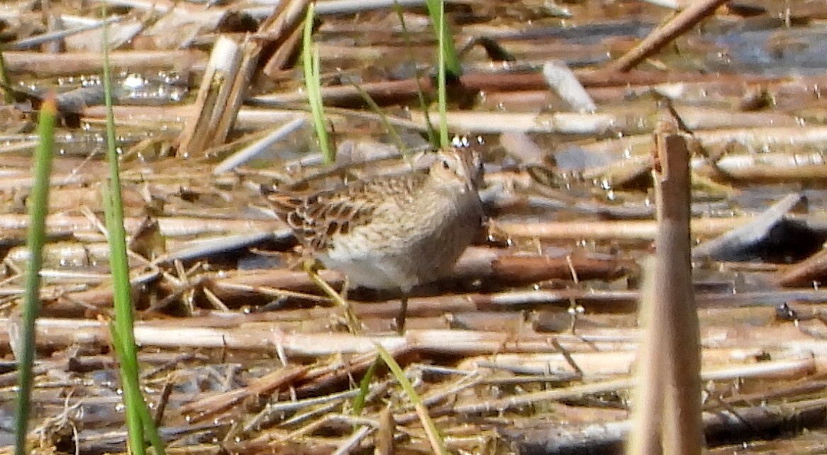 Pectoral Sandpiper - Bonnie Heinecke