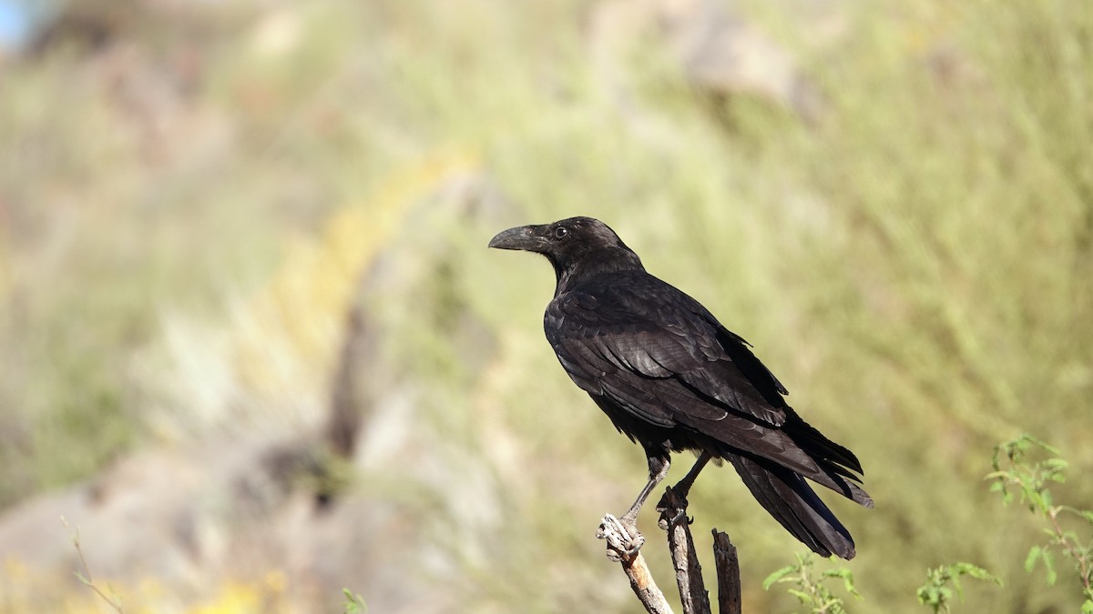 Common Raven - leo wexler-mann