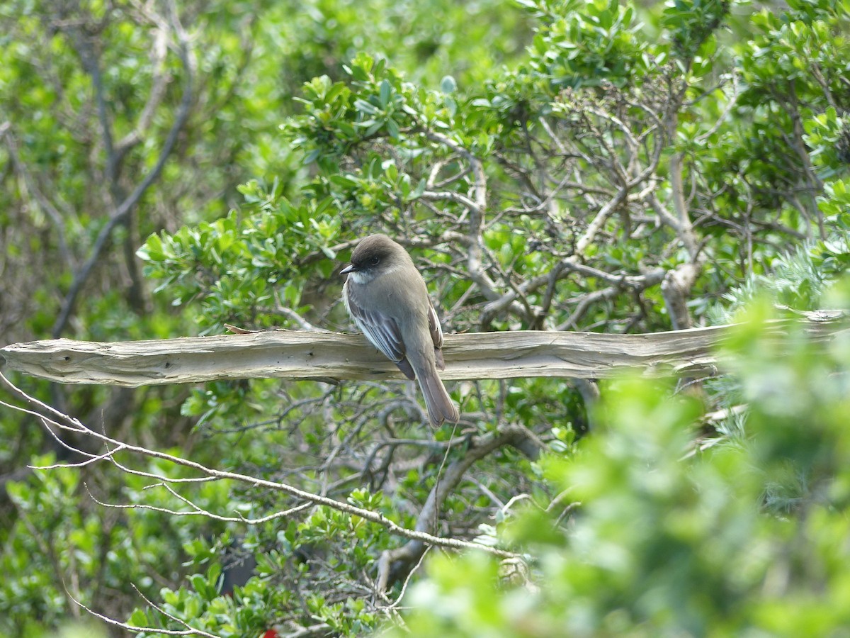 Eastern Phoebe - Joachim Gonzalez