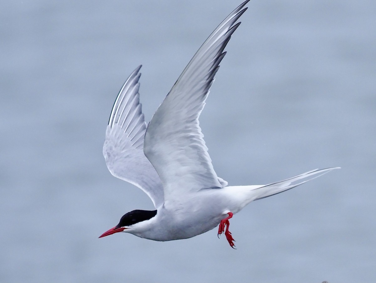 Arctic Tern - Tony Conway