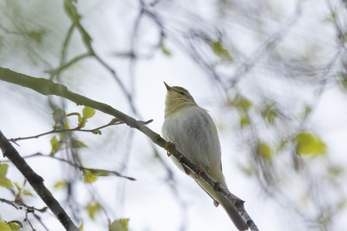 Willow Warbler - Vishnu Vinod