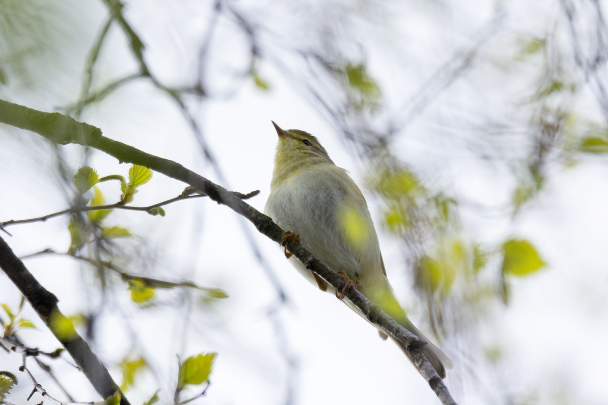 Willow Warbler - Vishnu Vinod