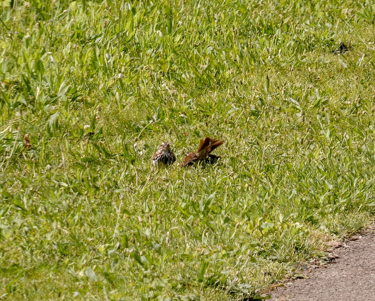 Song Sparrow - Kathy L. Mock