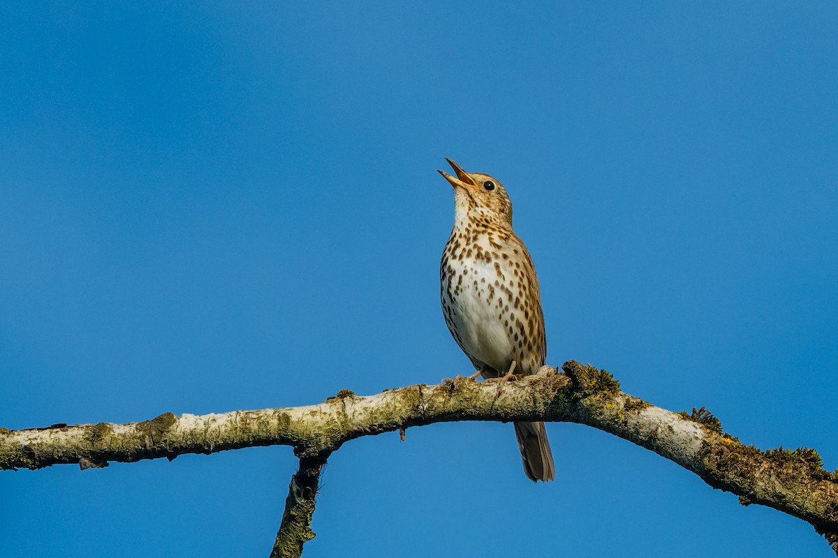 Song Thrush - lucien ABAH