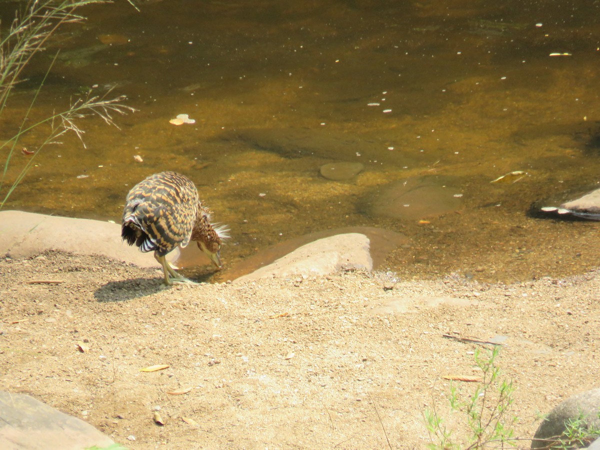 Bare-throated Tiger-Heron - Sam Holcomb