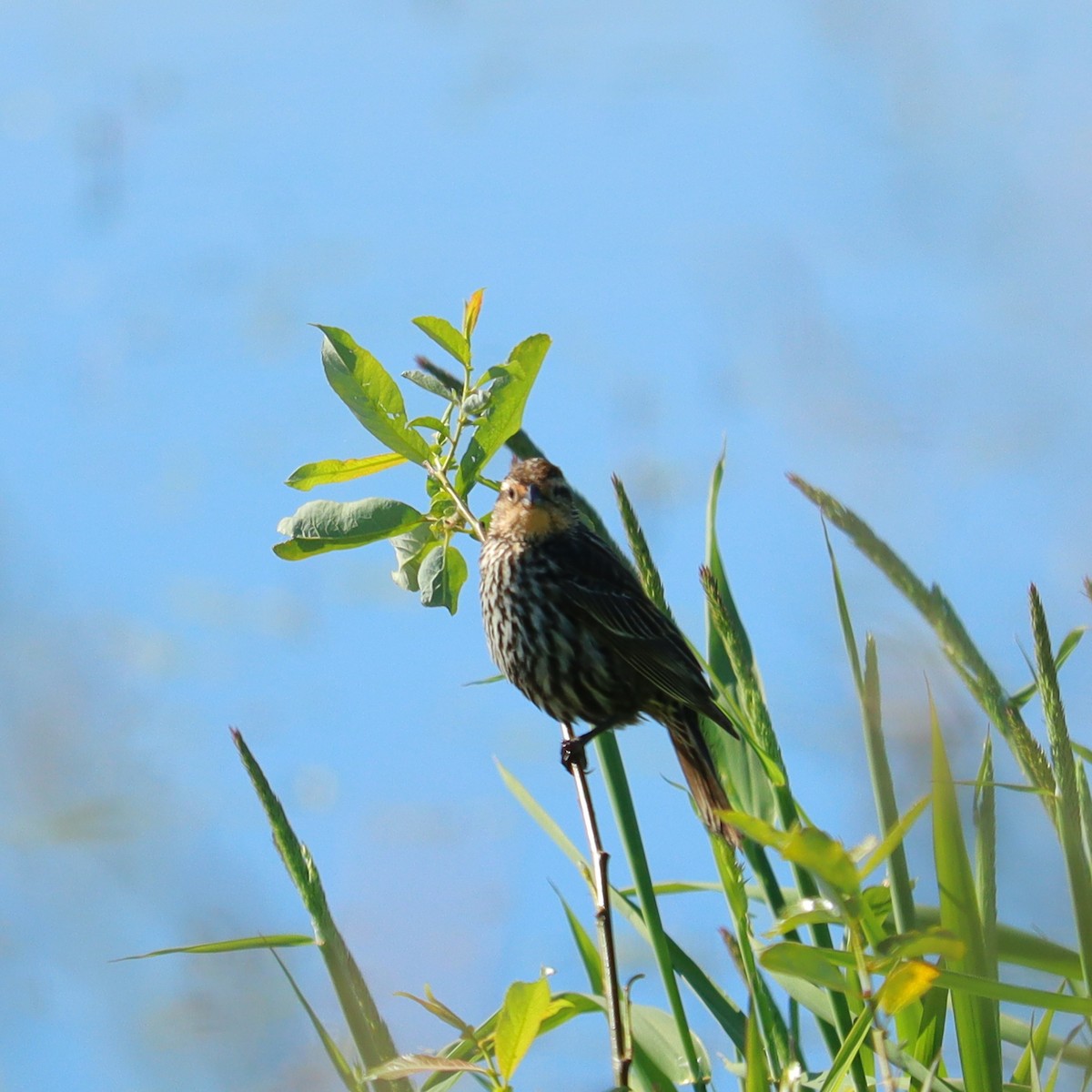 Red-winged Blackbird - ML619631889