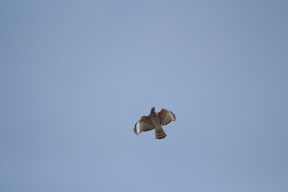 Red-shouldered Hawk - Joachim Gonzalez