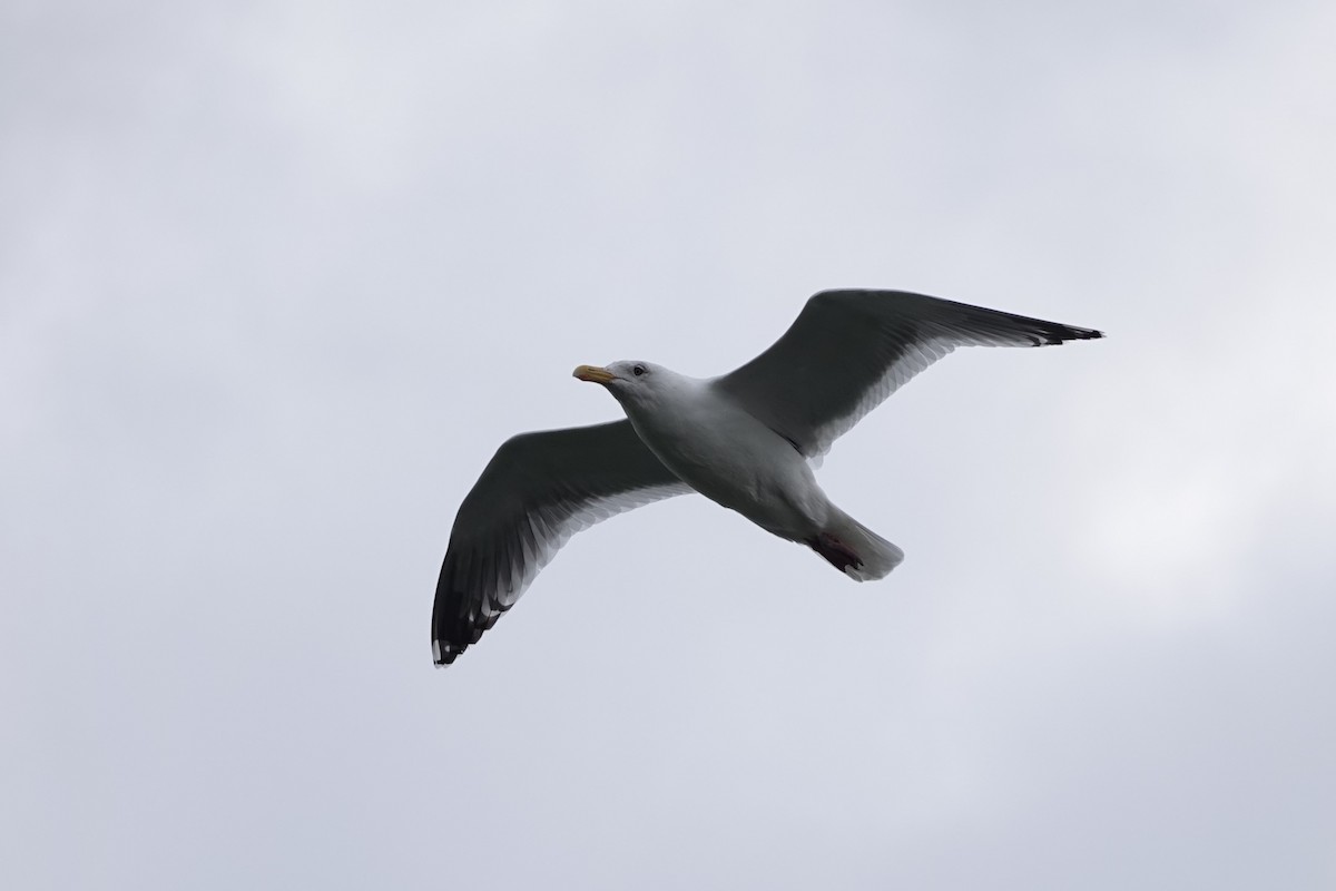 Slaty-backed Gull - Terry Doyle