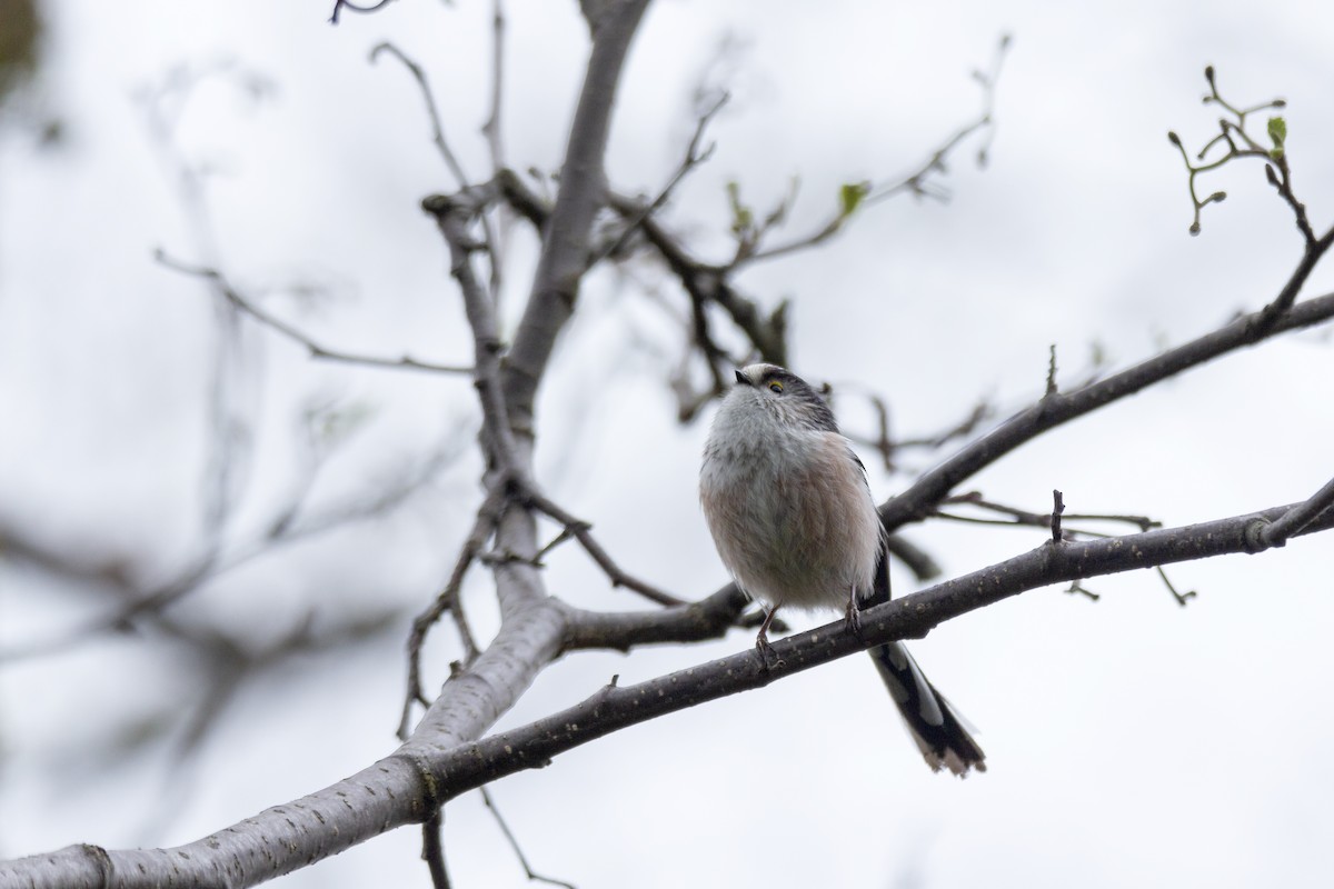 Long-tailed Tit - Vishnu Vinod