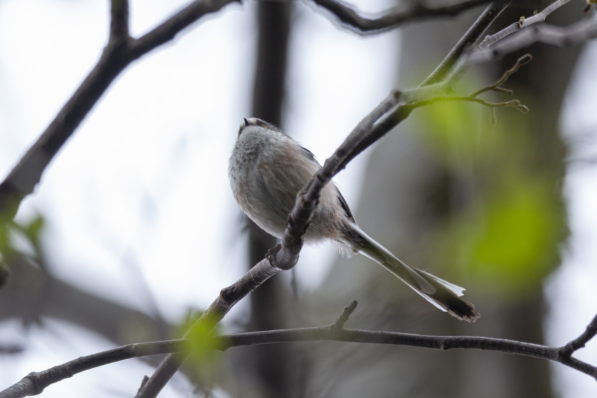 Long-tailed Tit - Vishnu Vinod