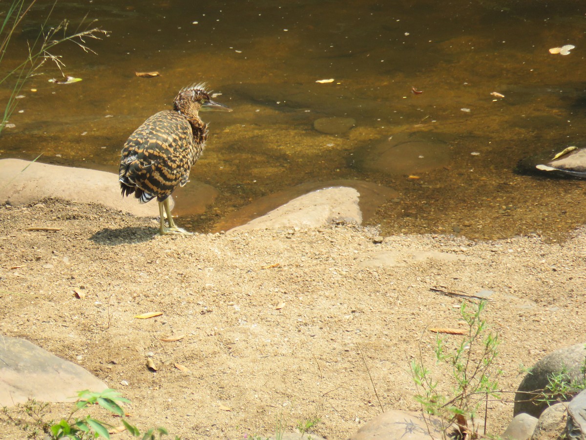 Bare-throated Tiger-Heron - Sam Holcomb