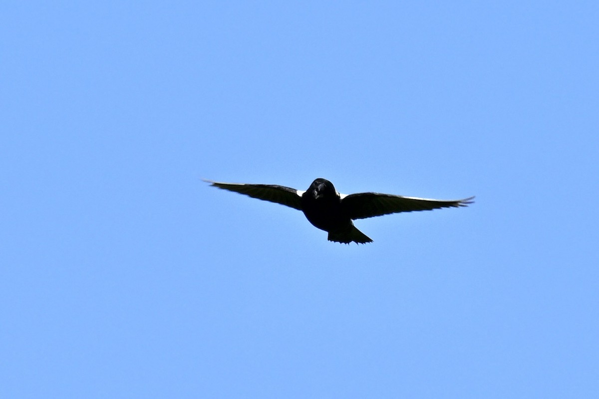 Bobolink - france dallaire