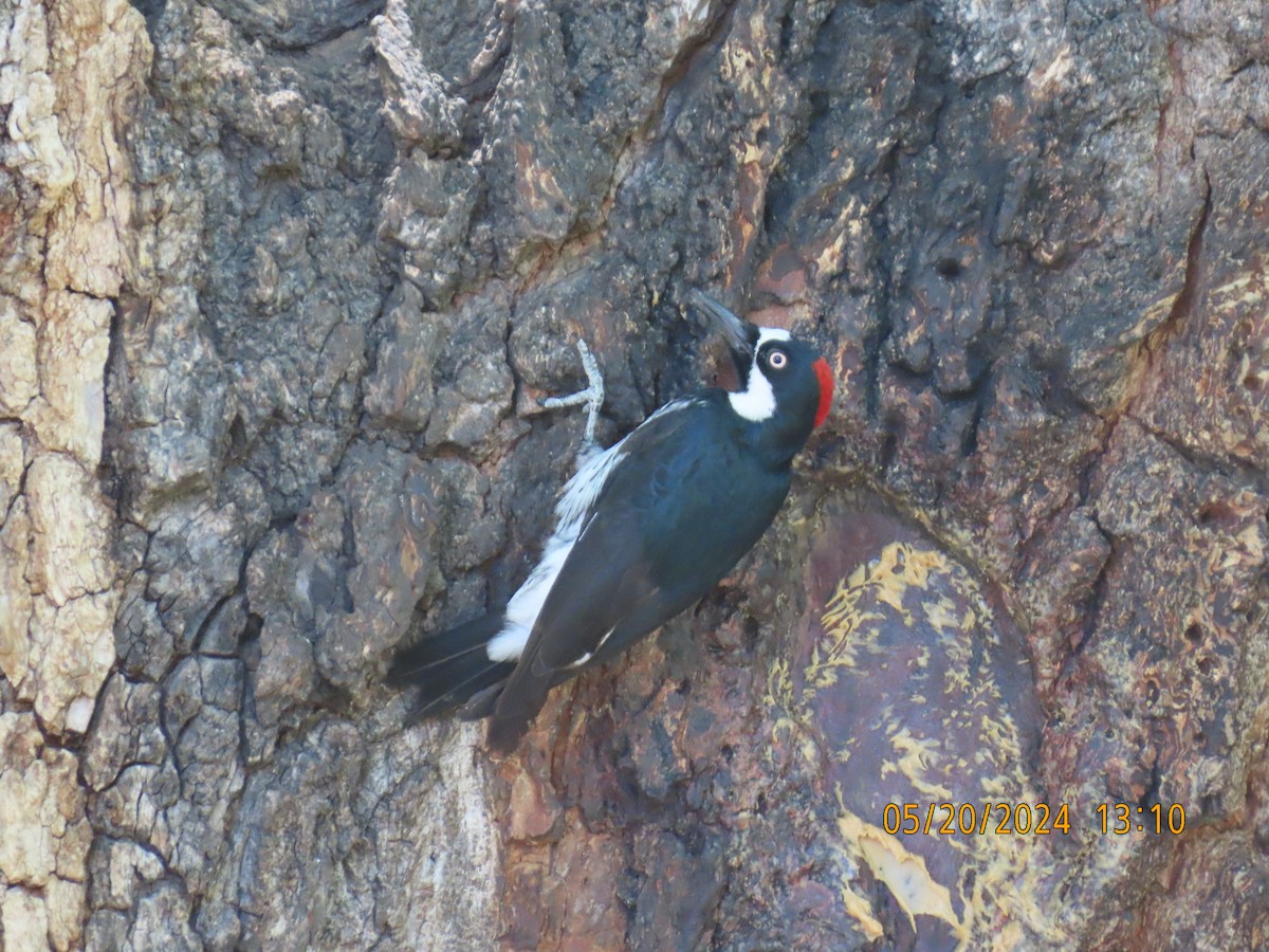 Acorn Woodpecker - Andy Harrison