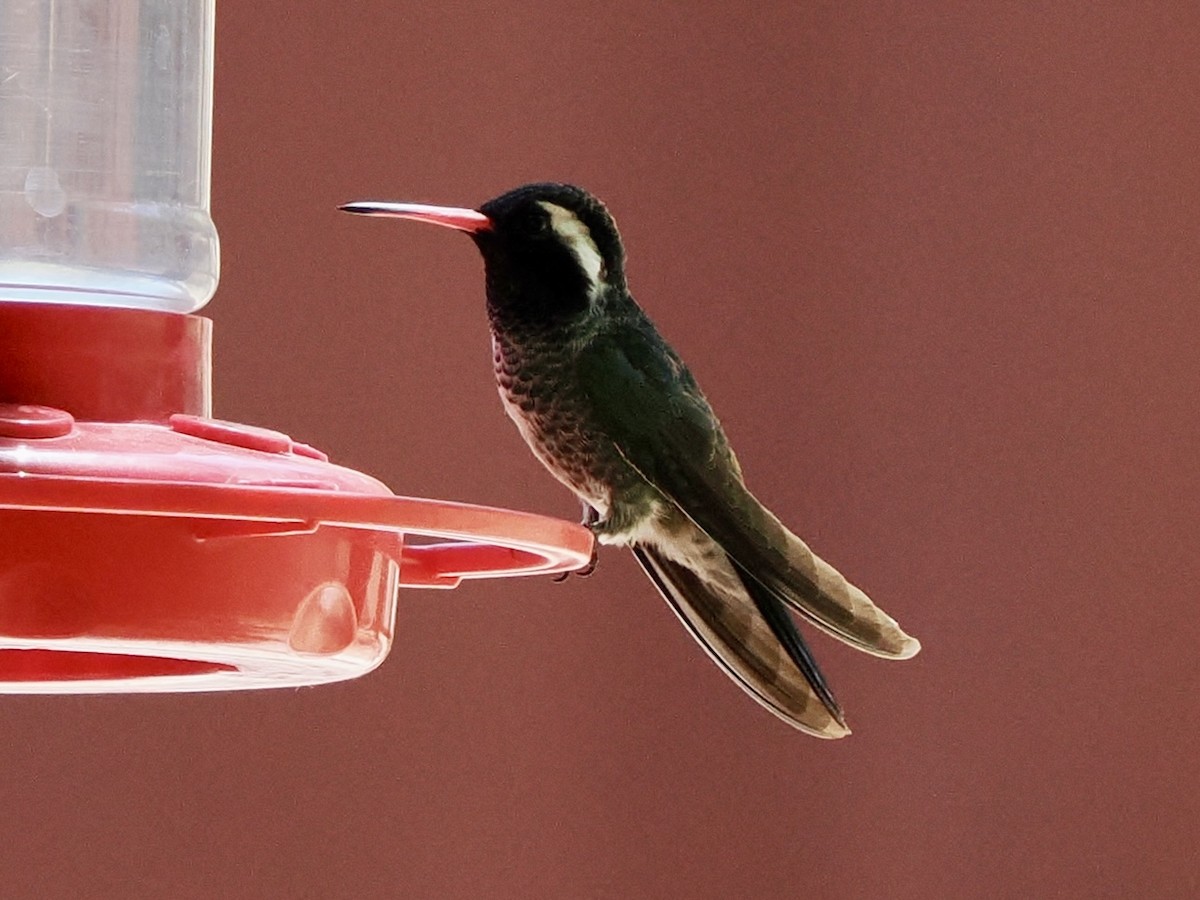 White-eared Hummingbird - Rishab Ghosh