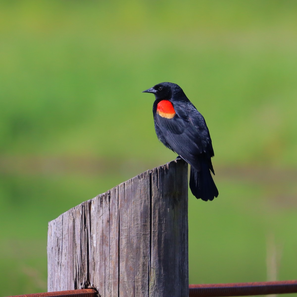 Red-winged Blackbird - ML619631906