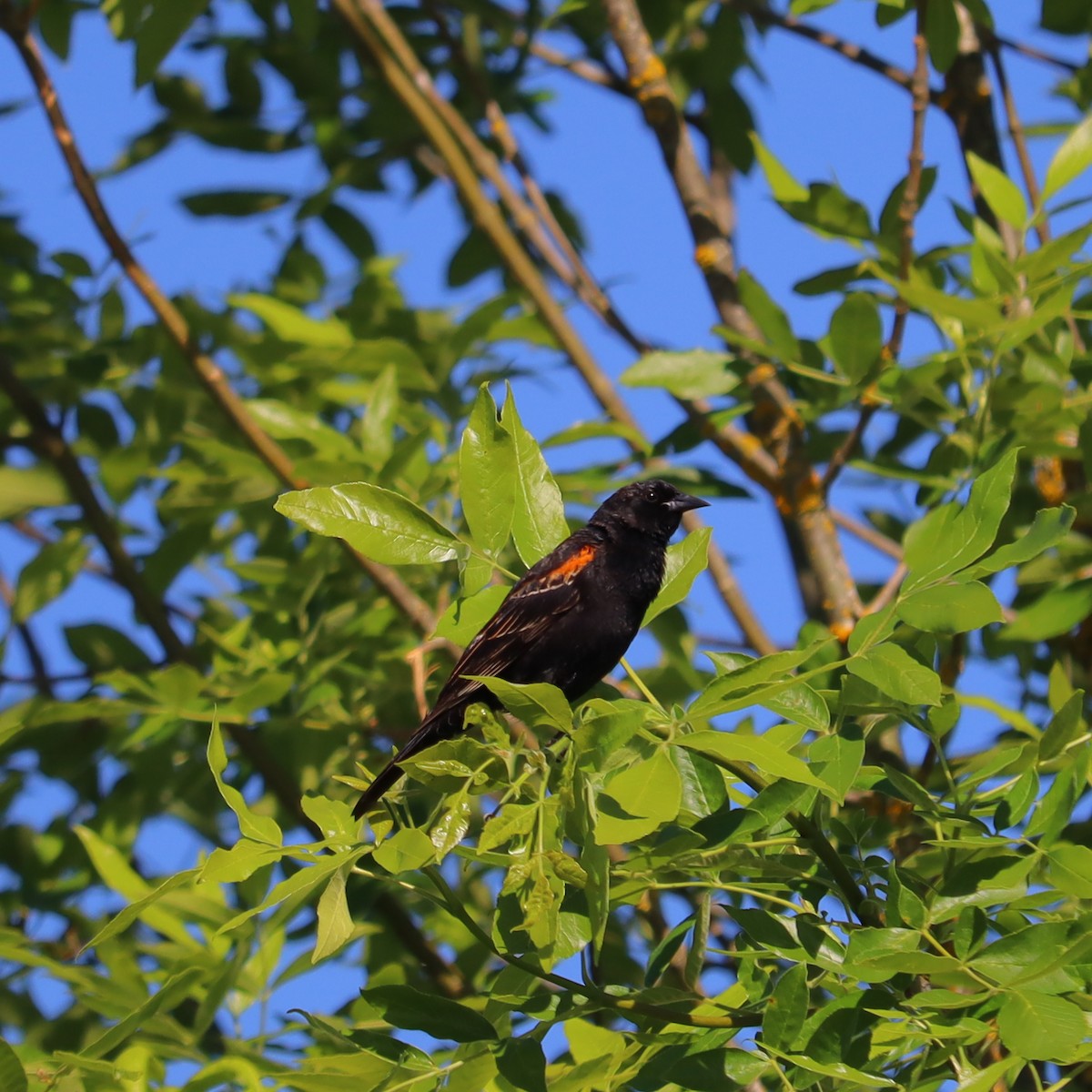 Red-winged Blackbird - ML619631907