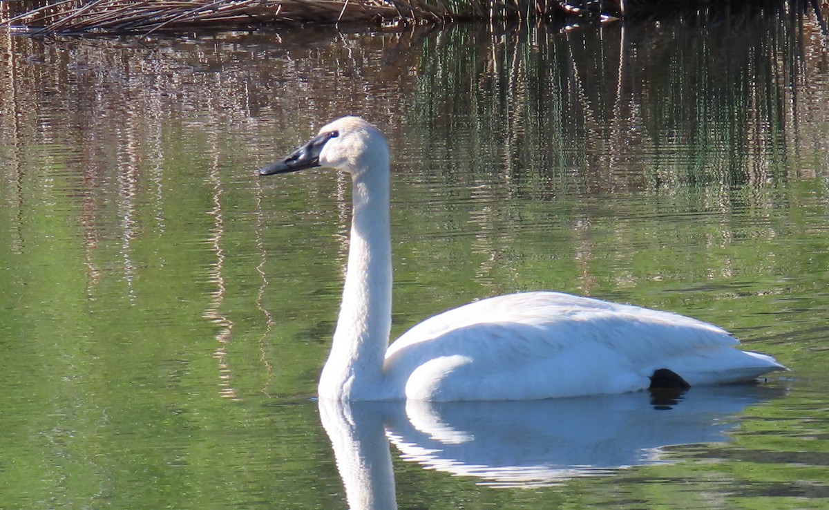 Trumpeter Swan - Catherine Hagen