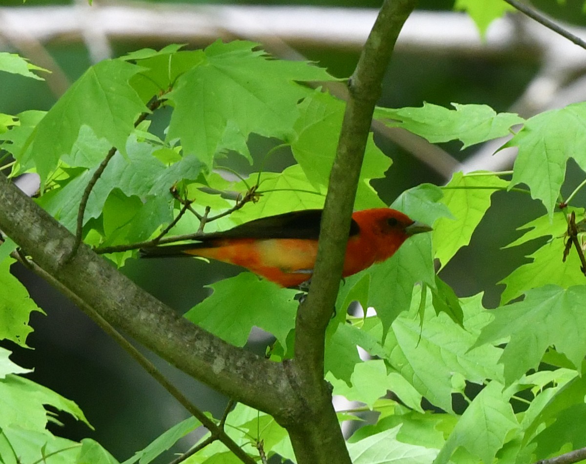 Scarlet Tanager - ML619631909