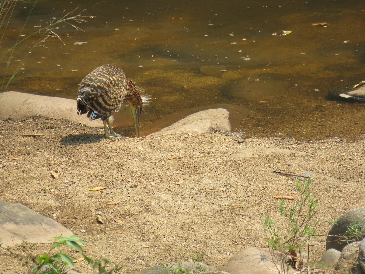 Bare-throated Tiger-Heron - Sam Holcomb