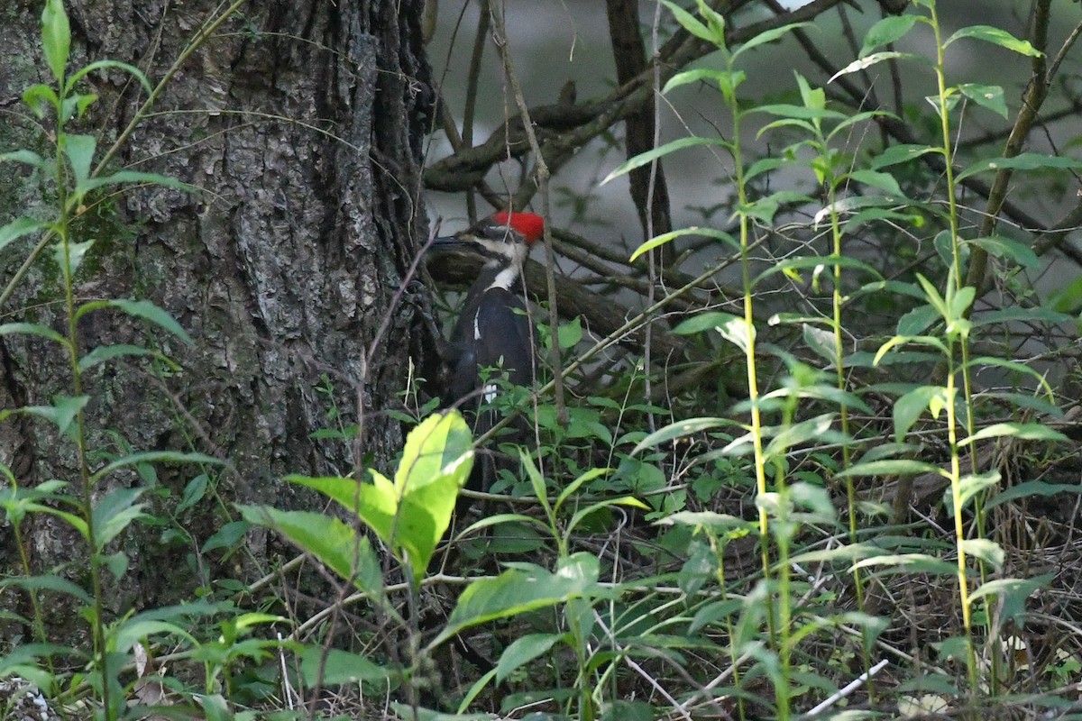 Pileated Woodpecker - ML619631912