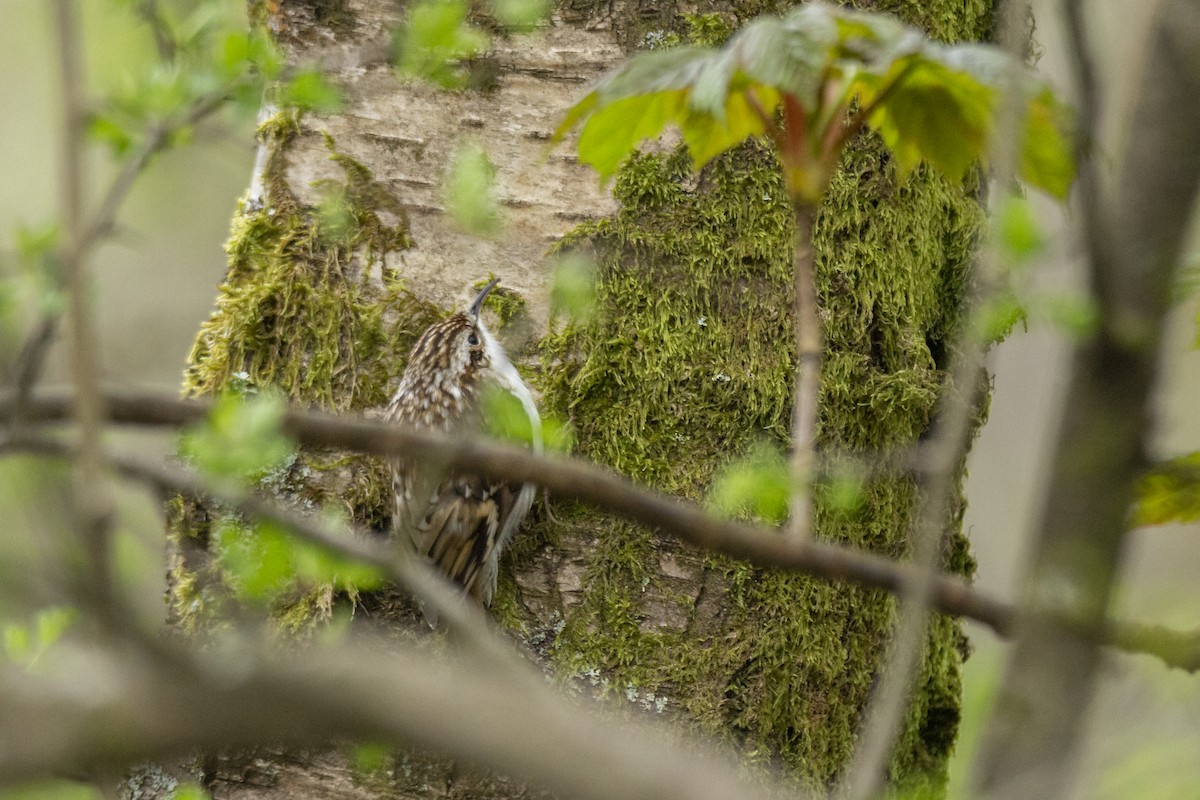 Eurasian Treecreeper - Vishnu Vinod