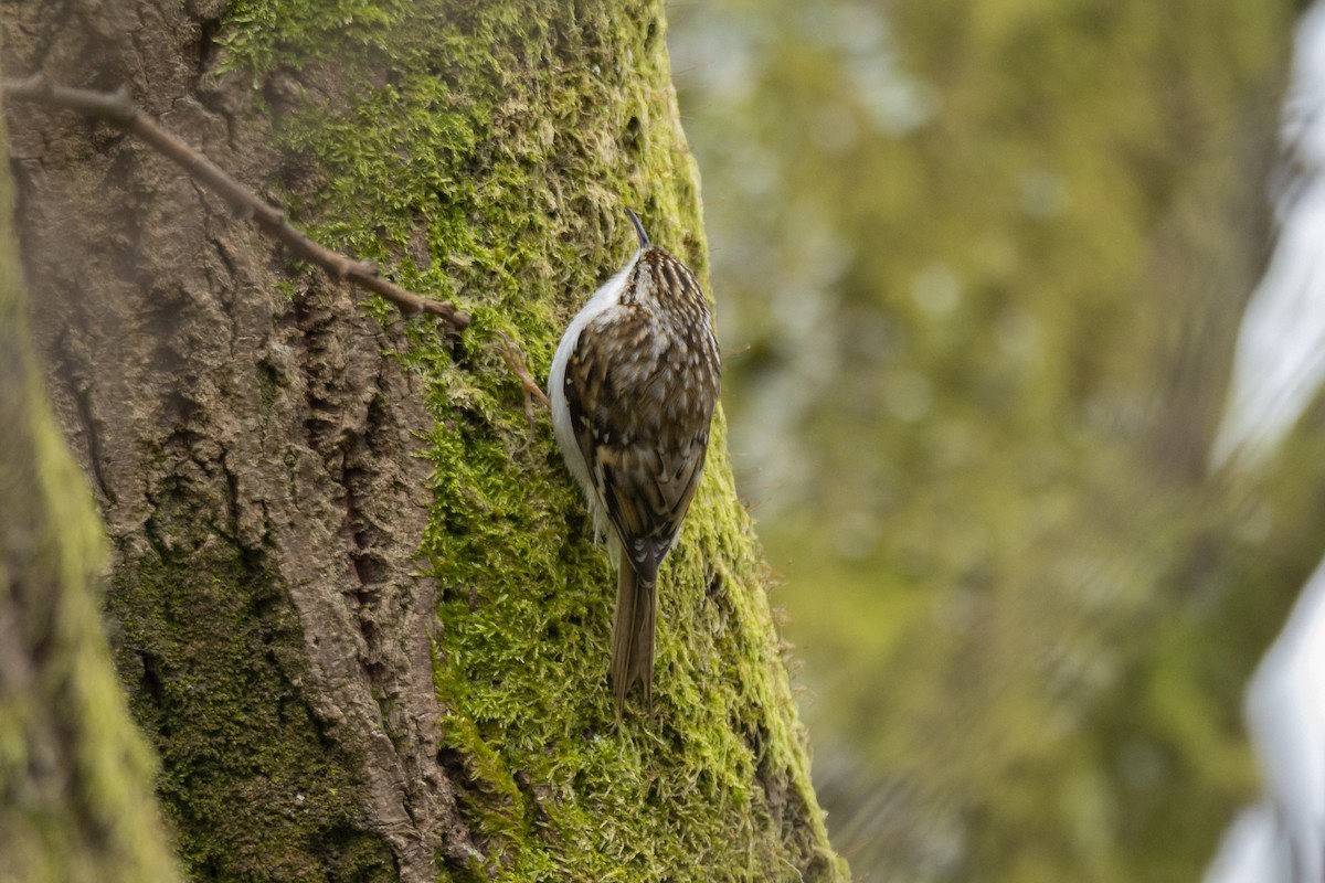 Eurasian Treecreeper - Vishnu Vinod