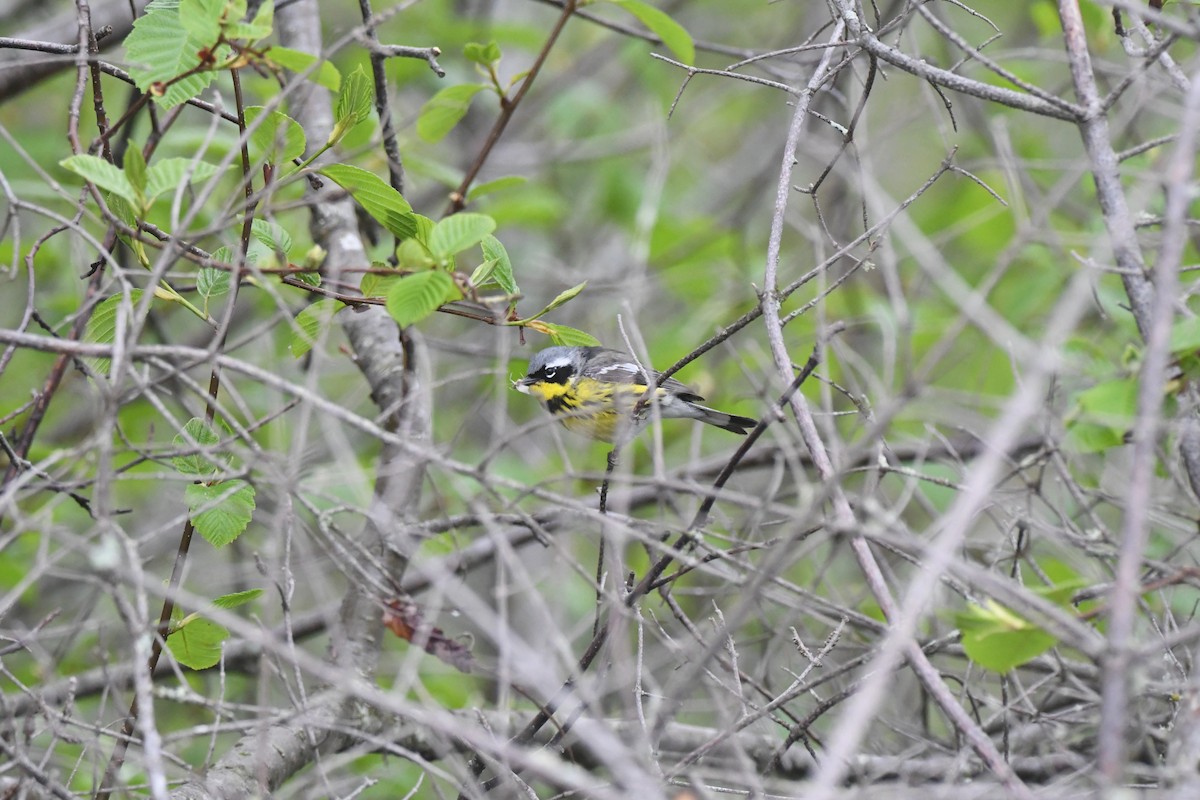 Magnolia Warbler - Ryne Rutherford